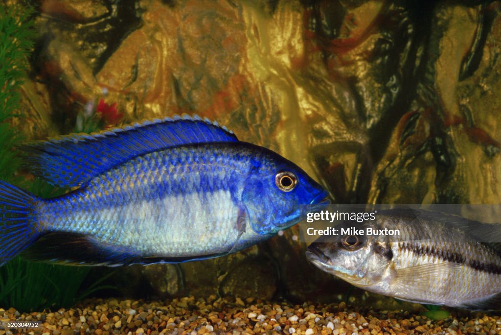 Blue and Silver Haplochromis Fish