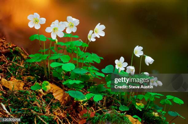 flowering wood sorrel - acederilla fotografías e imágenes de stock