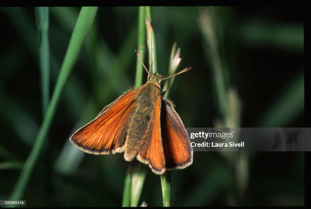 Small Skipper Butterfly