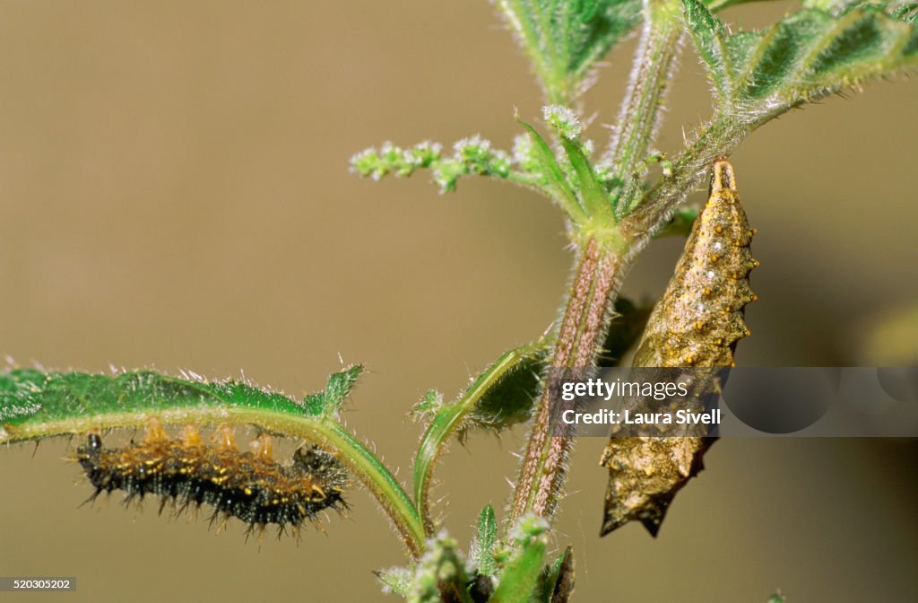 Small Tortoiseshell Caterpillar and Pupa