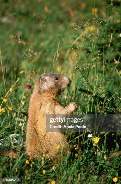 alpine marmot - woodchuck stock-fotos und bilder