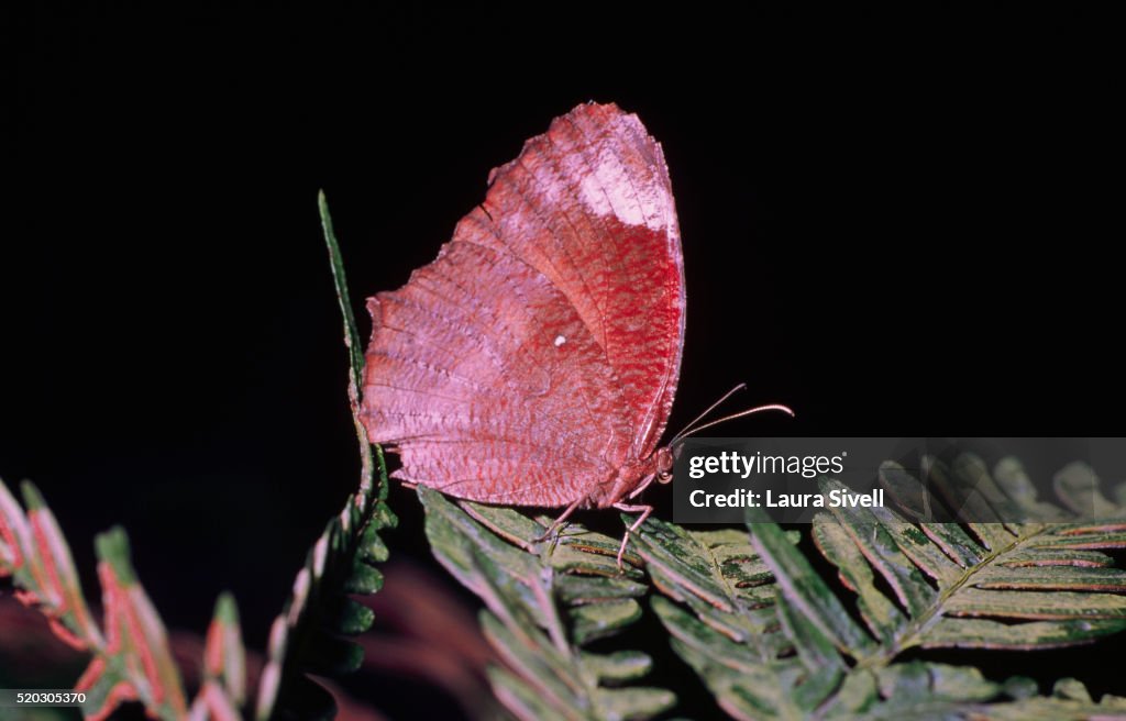 Elymnias Hypernestra