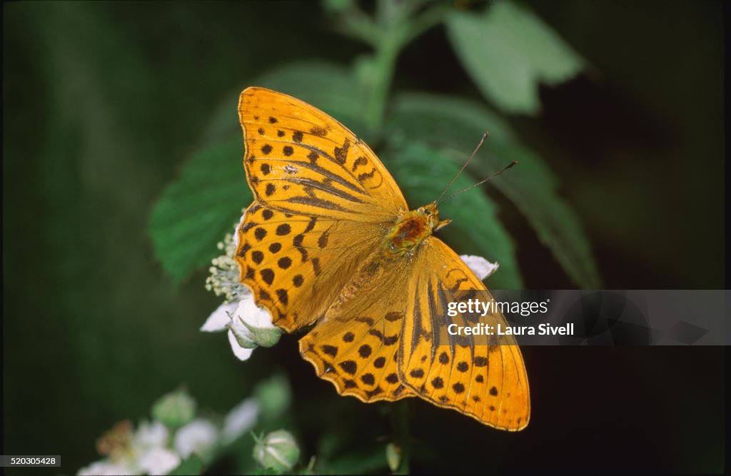 Silver-Washed Fritillary Butterflies