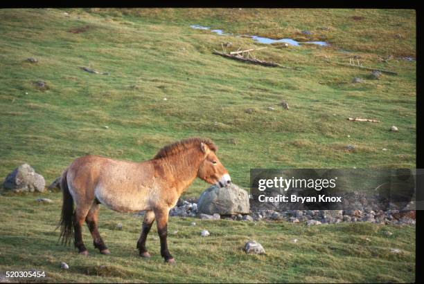 przewalski's horse, falkland islands - przewalski horses equus przewalskii stock pictures, royalty-free photos & images