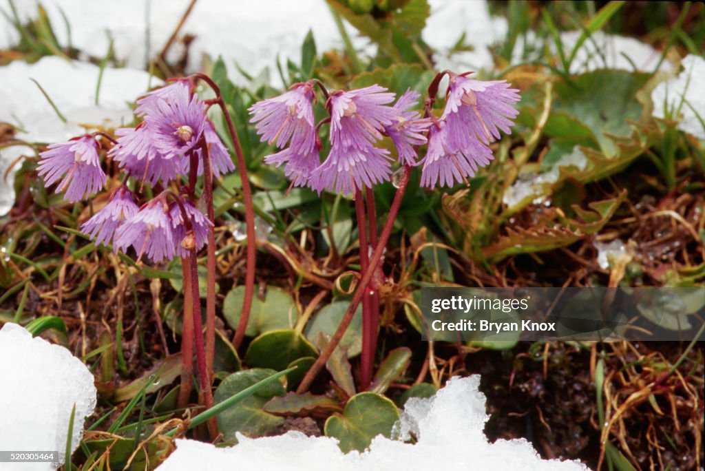 Alpine Snowbell