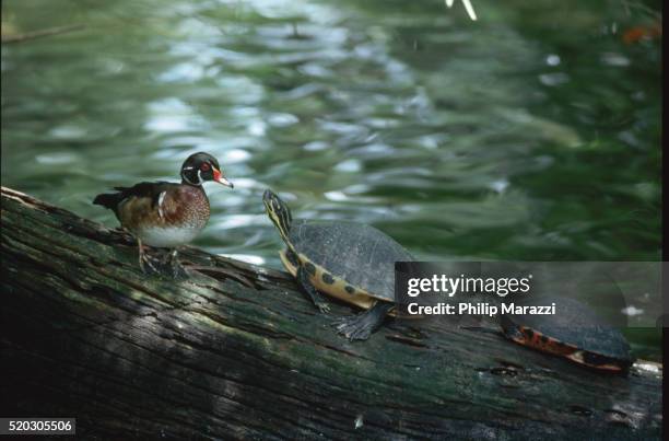 wood duck with terrapins - terrapin stock pictures, royalty-free photos & images