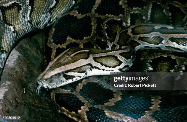 common burmese python - tijgerpython stockfoto's en -beelden