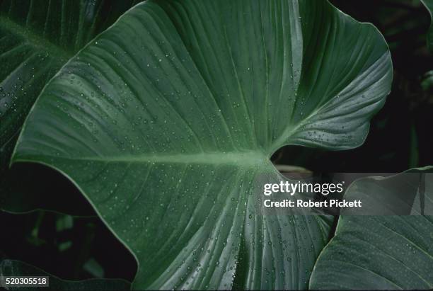 monstera leaf - monstera foto e immagini stock