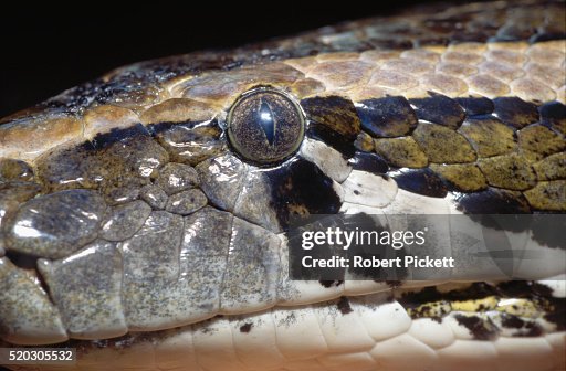 Common Burmese Python Common Burmese Python