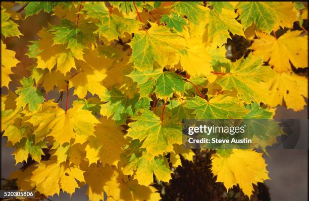 norway maple leaves in autumn - acer platanoides stock-fotos und bilder