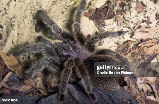 chilean pink bird eating spider - theraphosa blondi stock pictures, royalty-free photos & images