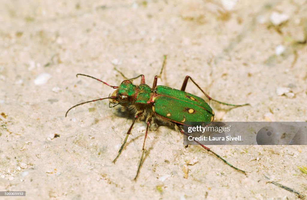Green Tiger Beetle