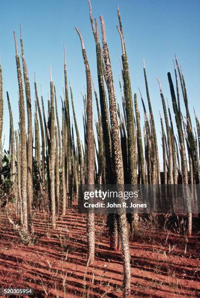 Spiny Tree 146 Madagascar Spiny Forests Stock Photos, High-Res Pictures, and ...