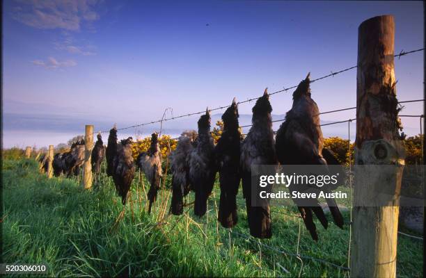 hooded crows on fence - dead crow stock pictures, royalty-free photos & images