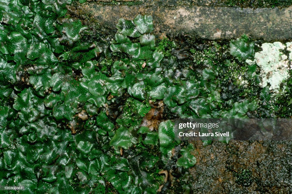 Liverwort