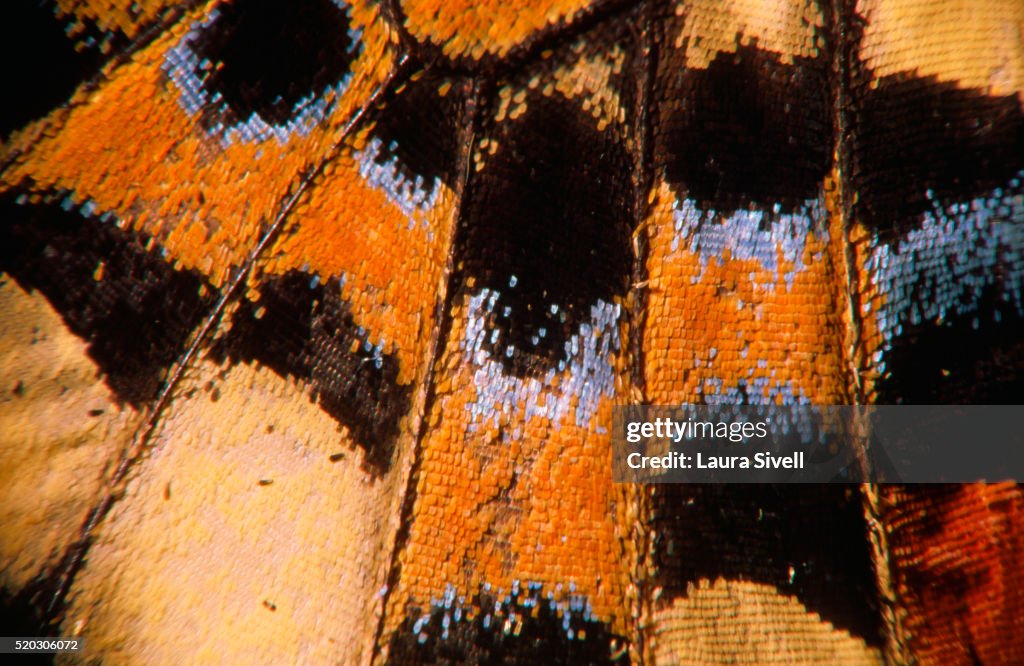 Butterfly Wing