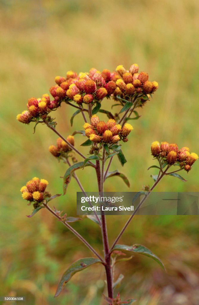 Ploughman's Spikenard