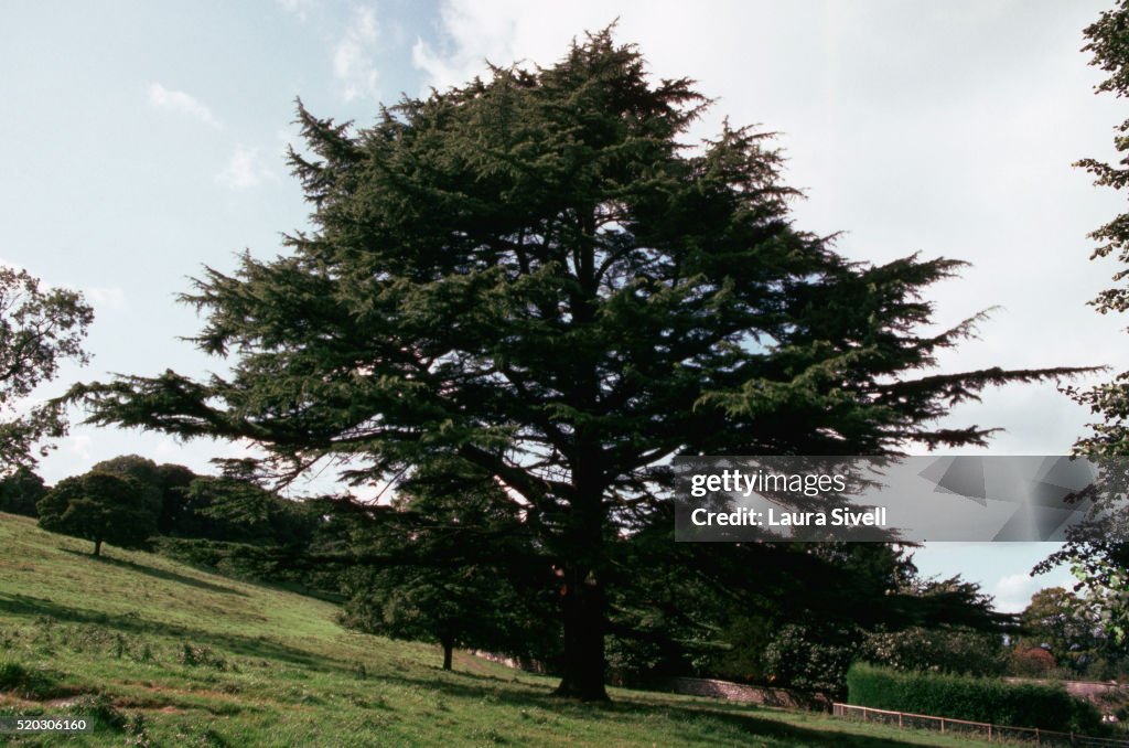 Cedar of Lebanon Tree