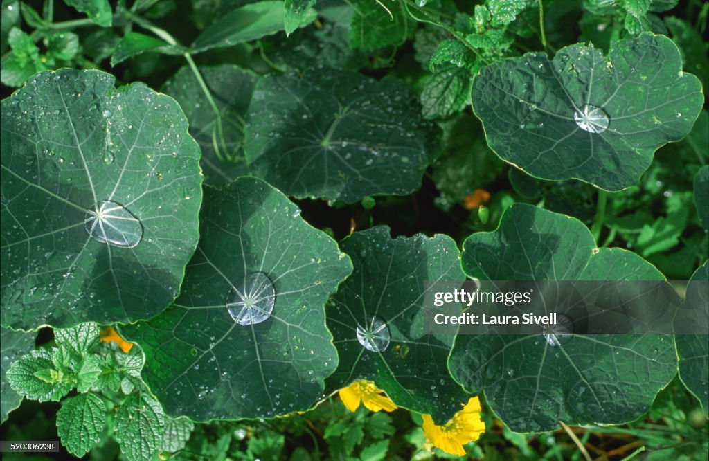 Raindrops on Nasturtium Leaves