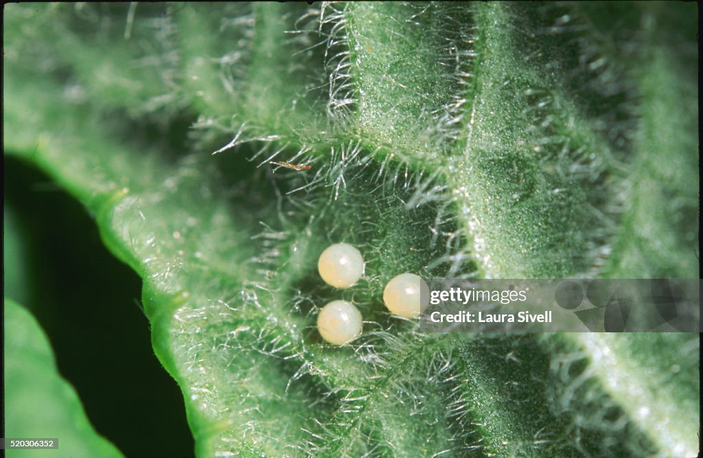 Eggs of Duke of Burgundy Fritillary