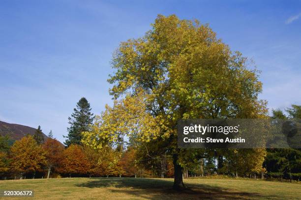 solitary ash tree - ash tree stock-fotos und bilder