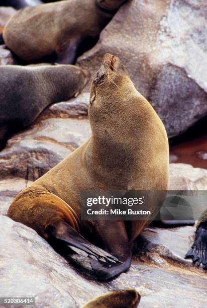 cape fur seal - cape fur seal stock pictures, royalty-free photos & images