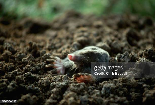 close-up of an emerging mole - maulwurf stock-fotos und bilder