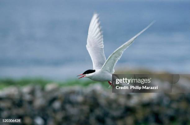 arctic tern in flight - キョクアジサシ ストックフォトと画像