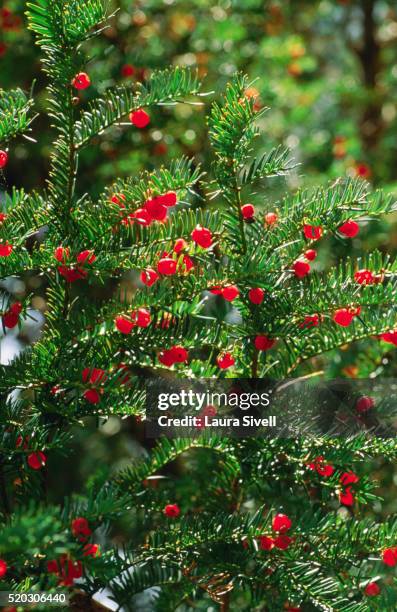 fruit of yew tree - tasso conifera foto e immagini stock
