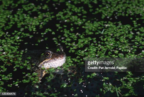 common frog among duckweed and spawn - kroos stockfoto's en -beelden