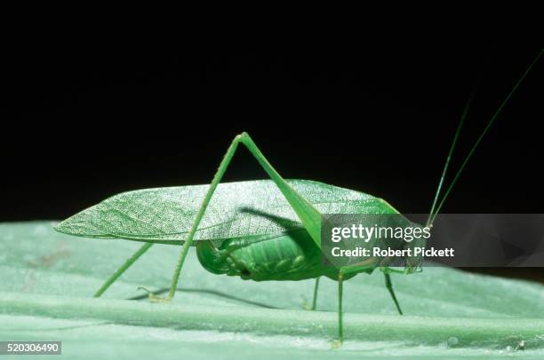 Phasmida Examples 28 Phasmida Stock Photos, High-Res Pictures, and Images - Getty Images