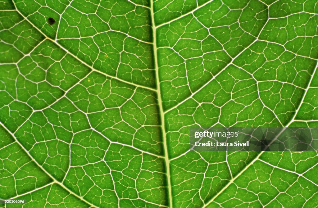 Bindweed Leaf