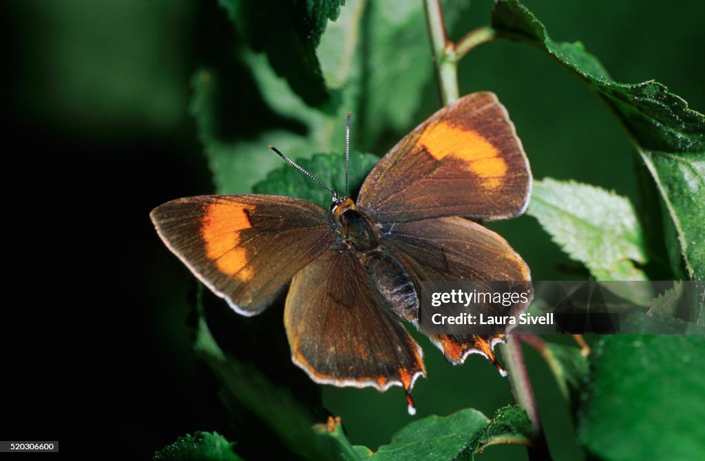 Female Brown Hairstreak