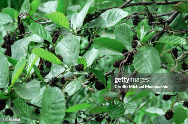 a common alder - alder tree stock pictures, royalty-free photos & images