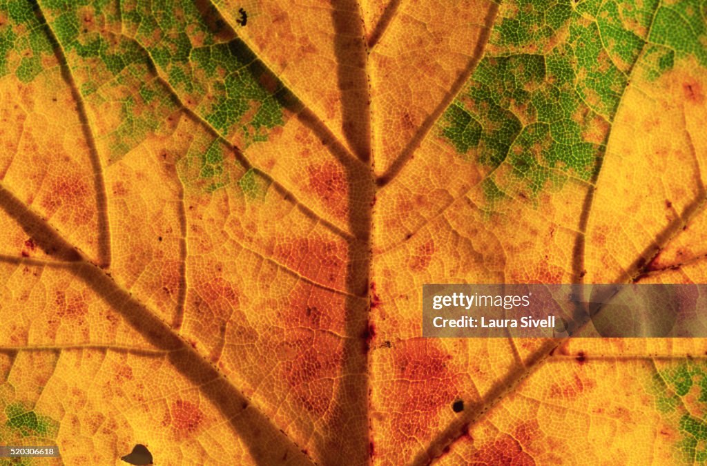 Sycamore Leaf
