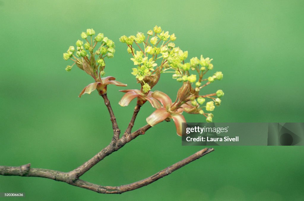 Flowers of a Norway Maple