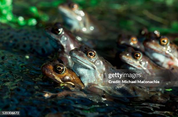 common frogs mating - parende dieren stockfoto's en -beelden