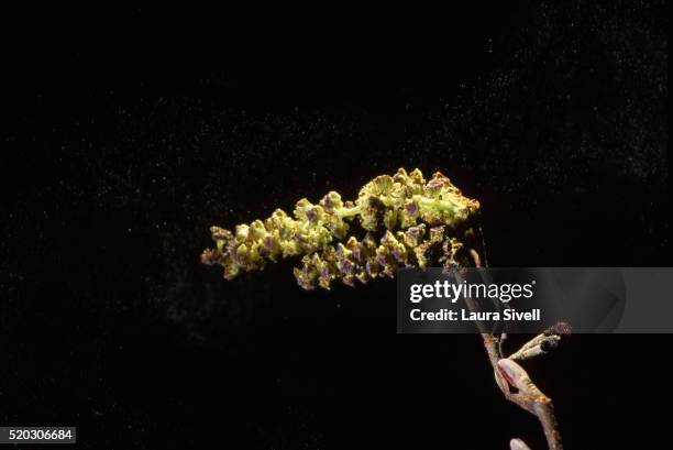 pollen from alder tree catkin - alder tree stock pictures, royalty-free photos & images