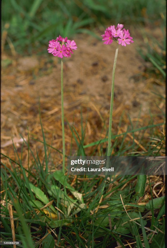 Bird's Eye Primrose