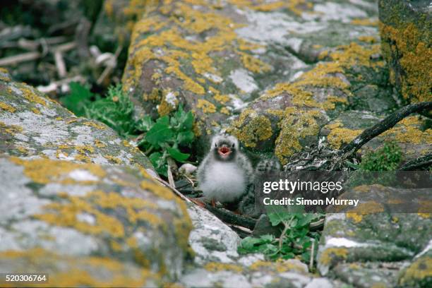 arctic tern chicks - キョクアジサシ ストックフォトと画像