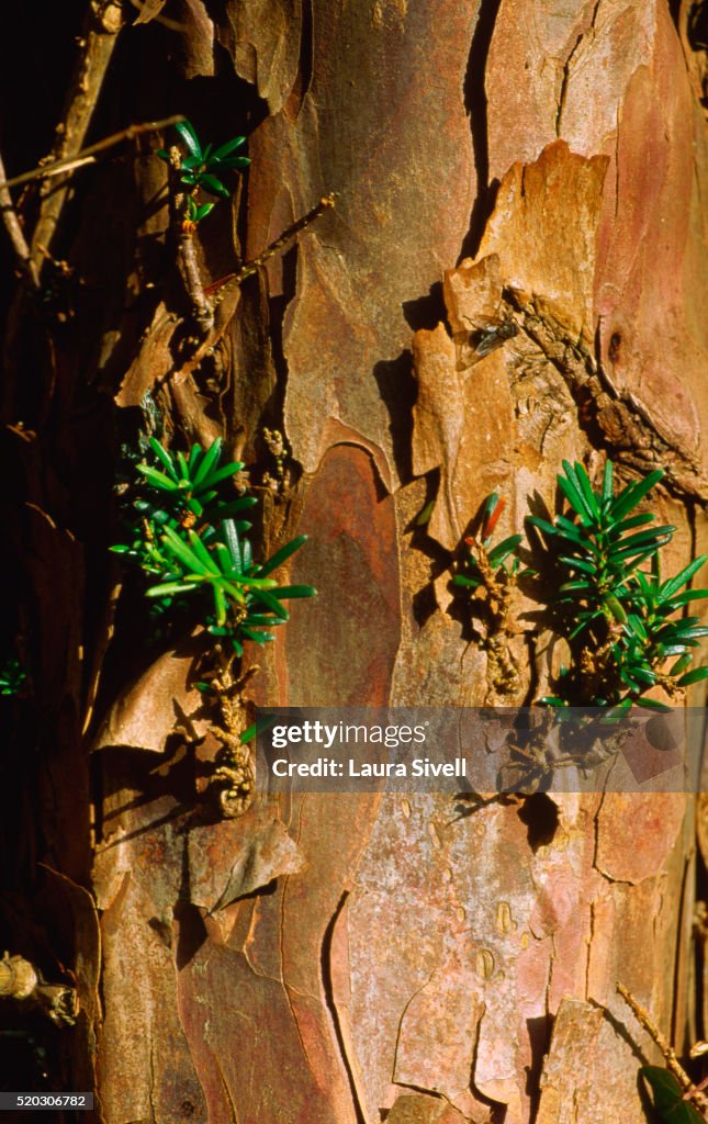 Bark of Yew Tree