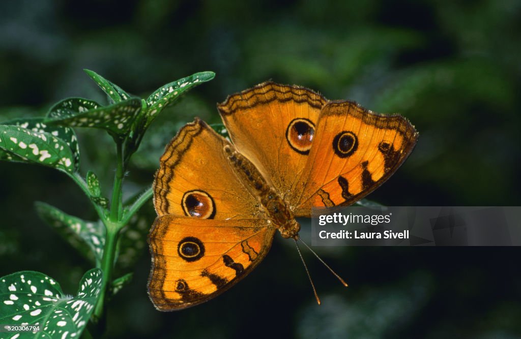 Peacock Pansy Butterfly