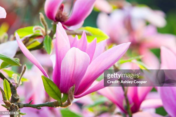 a magnolia (caerhays surprise) tree in holehird gardens, windermere, cumbria, uk. - magnolia stock pictures, royalty-free photos & images