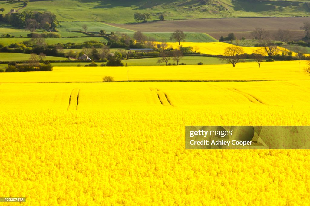 Oil Seed Rape growing on farmland near Scotch Corner, Yorkshire, UK.