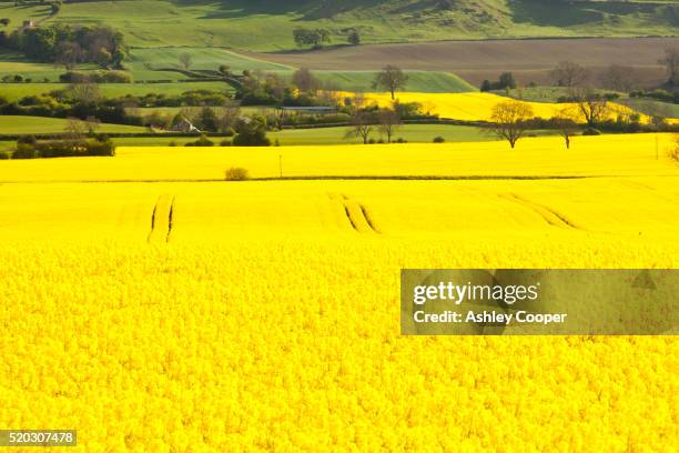 oil seed rape growing on farmland near scotch corner, yorkshire, uk. - biofuel stock pictures, royalty-free photos & images