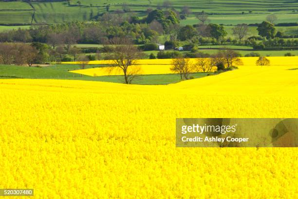oil seed rape growing on farmland near scotch corner, yorkshire, uk. - biofuel stock pictures, royalty-free photos & images