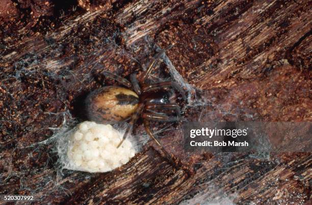 Sac Spider Photos and Premium High Res Pictures - Getty Images