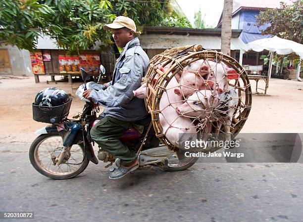 pigs transported on moped, siem reap, cambodia - jake warga stock pictures, royalty-free photos & images