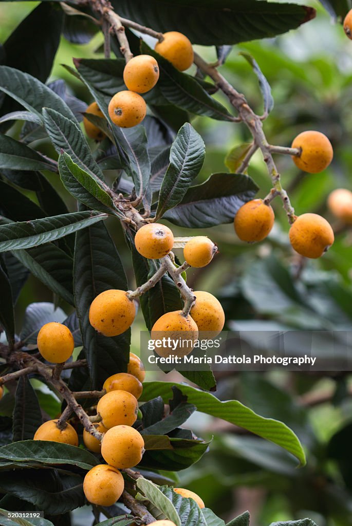 Loquats fruits on tree (japanese medlar, mespilus germanica L.)