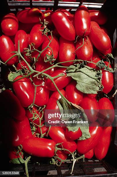 ripe plum tomatoes - eiertomate stock-fotos und bilder